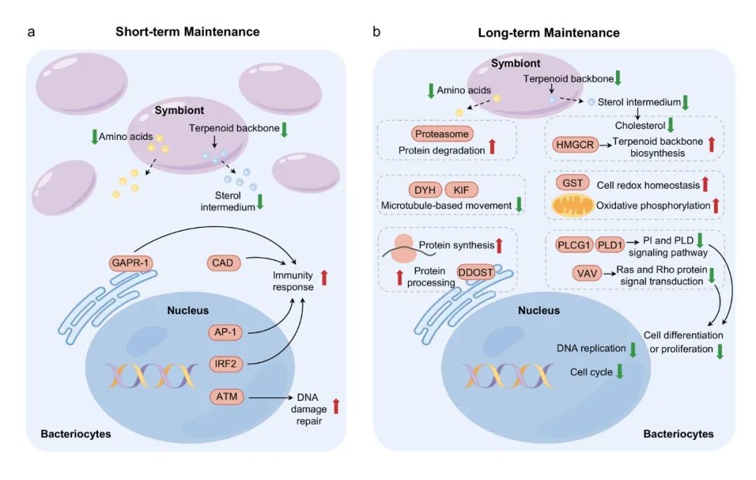 中科院海洋所孙松课题组在深海偏顶蛤与甲烷氧化内共生菌共生互作机制研究取得新进展